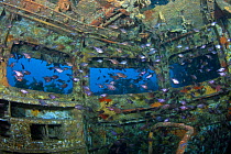 Shoals of fish inside the bridge of the wreck of HMNZS Canterbury, Bay of Islands, New Zealand, January 2013