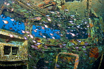 Shoaling fish inside the bridge of the wreck of HMNZS Canterbury, Bay of Islands, New Zealand, January 2013