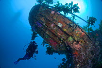 Diver exploring the wreck of HMNZS Canterbury, Bay of Islands, New Zealand, January 2013
