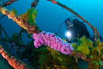 Diver looking at Jewel Anemones (Corynactis australis) on the wreck of HMNZS Canterbury with a torch, Bay of Islands, New Zealand, January 2013. Model released.