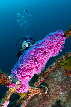 Diver photographing Jewel Anemones (Corynactis haddoni) on the wreck of HMNZS Canterbury, Bay of Islands, New Zealand, January 2013. Model released
