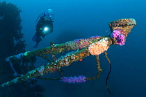 Diver approaching Jewel Anemones (Corynactis haddoni) on the wreck of HMNZS Canterbury, Bay of Islands, New Zealand, February 2013. Model released.