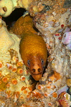 Yellow Moray Eel (Gymnothorax prasinus) with head poking out of hole, Poor Knights Islands, New Zealand, January