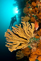 Diver swimming to sponges and bryozoan growth on reef wall, Poor Knights Islands, New Zealand, January 2013, Model released.