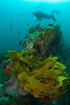 Diver with Ecklonia Kelp (Ecklonia radiata) Poor Knights Islands, New Zealand, January 2013 Model released