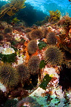 Sea Urchins (Evechinus chloroticus) Poor Knights Islands, New Zealand, January