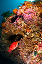 Red pigfish (Bodianus unimaculatus) with wall of anemones, corals and other animal growth, Poor Knights Islands, New Zealand, January