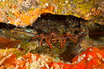 Red Crayfish (Jasus edwardsii) Poor Knights Islands, New Zealand, January