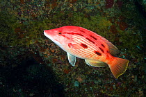 Female Red pigfish (Bodianus unimaculatus) Poor Knights Islands, New Zealand, January