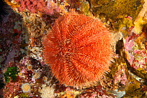 Sea Urchin (Trypneustes gratilla) Poor Knights Islands, New Zealand, January