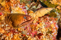 Yellow Moray Eel (Gymnothorax prasinus) and  Grey Moral Eel (Gymnothorax nubilus) Poor Knights Islands, New Zealand, January