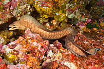 Grey Moral Eel (Gymnothorax nubilus) Poor Knights Islands, New Zealand, January