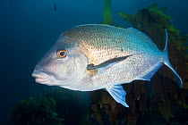 Snapper (Pagrus auratus) Poor Knights Islands, New Zealand, February