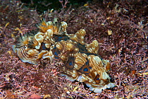 Gem Nudibranch (Dendrodoris krusensternii) Poor Knights Islands, New Zealand, February