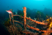 Wreck of the Rainbow Warrior, Cavalli Islands, New Zealand, February