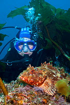 Red Scorpionfish (Scorpaena cardinalis) with diver, Poor Knights Islands, New Zealand. February 2013. Model released.