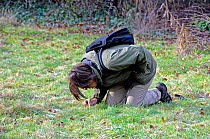 Botanist kneeling whilst surveying an urban garden under threat of development in the hope of finding a plant species which might save the site, Highbury, London Borough of Islington, England UK, Janu...