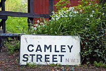 Camley Street NW1 street sign with Three-cornered Leek / Wild Onion (Allium triquetrum) at Camley Street Natural Park, Kings Cross, London Borough of Camden England, UK