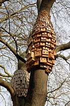 Over 250 bird and bug boxes, a sculptural installation called Sponanteous City, in a Tree of Heaven (Ailanthus altissima) Duncan Terrace Gardens, London Borough of Islington, England, UK, February 201...