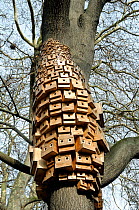 Over 250 bird and bug boxes, a sculptural installation called Sponanteous City, in a Tree of Heaven (Ailanthus altissima) Duncan Terrace Gardens, London Borough of Islington, England, UK, February 201...
