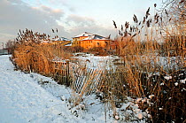 Gillespie Park Local Nature Reserve an urban ecology park under snow with Common reed (Phragmites communis) in foreground and social or council houses behind, Highbury Islington London England UK