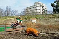 Group of people looking over fence at a Tamworth pig Hackney City Farm London England UK, March 2011
