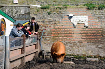 People looking over a fence at a Tamworth pig in Hackney City Farm London, England, UK, March 2011