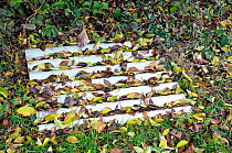 A square of corrugated iron used as a Slow Worm (Anguis fragilis) habitat, garden in Highbury, London Borough of Islington,