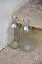 Two empty glass milk bottles on step, Holloway, London Borough of Islington England, UK