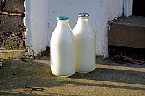 Two full glass milk bottles standing on doorstep, one green top and one silver, Highbury, London Borough of Islington, England UK