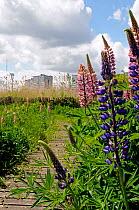 Wild Perennial Lupin (Lupinus perennis) Gillespie Park Local Nature Reserve an urban ecology park with tower blocks in background, Highbury, London Borough of Islington, England UK
