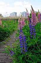 Wild Perennial Lupin (Lupinus perennis) with tower blocks in background, Gillespie Park Local Nature Reserve, an urban ecology park in Highbury, London Borough of Islington, England, UK