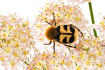 Bee Beetle (Trichius fasciatus) on Hogsweed flowers. Scotland, UK, July.