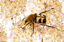 Bee Beetle (Trichius fasciatus) on Hogsweed flowers. Scotland, UK, July.