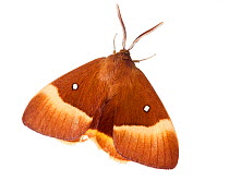 Oak Eggar Moth (Lasiocampa quercus) against white background. France, July.