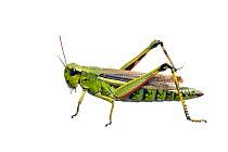 Large Marsh Grasshopper (Stethophyma grossum) against white background. France, August.