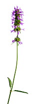 Betony (Stachys sp.) flower spike. France, August.
