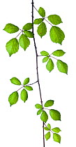 Bramble (Rubus plicatus) leaves and stem against white background. France, August.