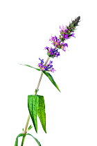 Purple Loosestrife (Lythrum salicaria) in flower against white background. France, August.