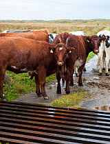 Cattle (Bos taurus) standing beside cattle grid. Near Feall Bay, Isle of Coll, Scotland, August.