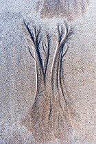 Dendritic drainage patterns eroded into sand. Isle of Coll, Scotland, October 2012.