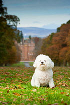 Bichon Frise sitting with Glamis Castle in the background. Scotland, UK.