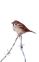 Tree Sparrow (Passer montanus) on barbed wire, against white background (field studio). Scotland, January.