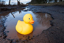 Plastic duck in large pothole. Near Bridge of Dun, Angus, Scotland, December. (This image may be licensed either as rights managed or royalty free.)