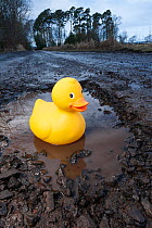 Plastic duck in large pothole. Near Bridge of Dun, Angus, Scotland, December.