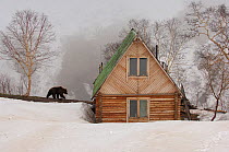 Ranger station in winter with Kamchatka Brown Bear (Ursus arctos beringianus), Kronotsky Zapovednik Nature Reserve, Kamchatka Peninsula, Russian Far East, June. Sequence 3 of 3.