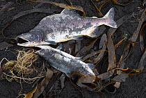 Dead male Pink Salmon (Oncorhynchus gorbuscha) after spawning.  Kronotsky Zapovednik Nature Reserve, Kamchatka Peninsula, Russian Far East, September.
