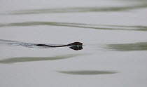 American Mink (Neovison vison) swimming. Kronotsky Zapovednik Nature Reserve, Kamchatka Peninsula, Russian Far East, June.
