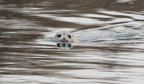 Spotted Seal (Phoca largha) at water surface. Kronotsky Zapovednik Nature Reserve, Kamchatka Peninsula, Russian Far East, September.