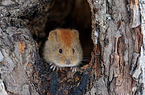 Northern Red-backed Vole (Cletrionomus rufocanos / Myodes rutilus) looking from hole in tree. Kronotsky Zapovednik Nature Reserve, Kamchatka Peninsula, Russian Far East, September.